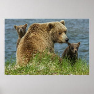 Poster Deux cubes d'ours Brown avec Mère près de l'eau