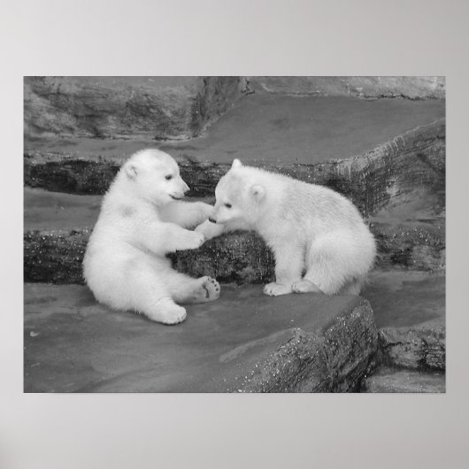 Poster Deux Cubes Ours Polaires (Devant)