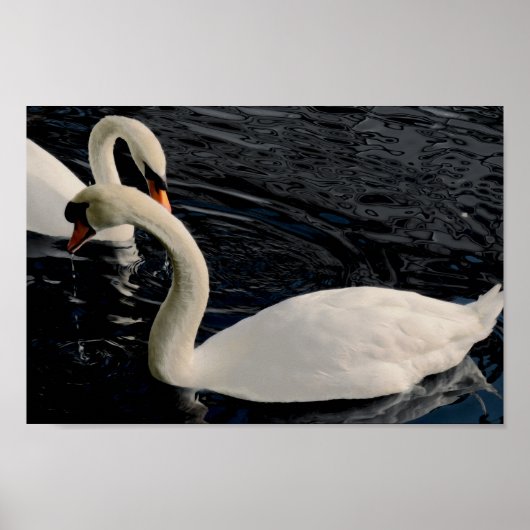 Poster Deux cygnes (Devant)