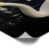 Poster Deux cygnes sur le lac (Coin)