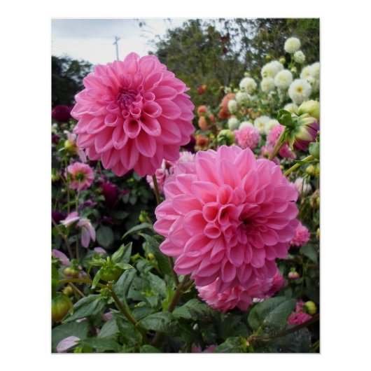 Poster Deux dahlias roses (Devant)