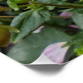 Poster Deux dahlias roses (Coin)