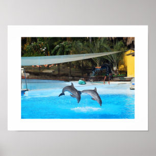 Poster Deux dauphins