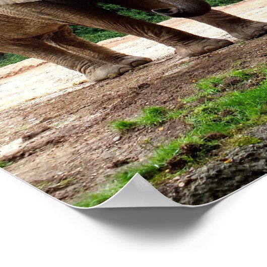 Poster Deux éléphants africains (Coin)