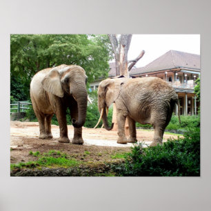 Poster Deux éléphants d'Afrique