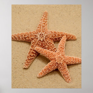 Poster Deux étoiles de mer de sucre