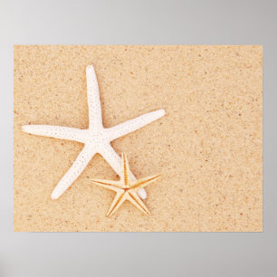 Poster Deux étoiles de mer simples