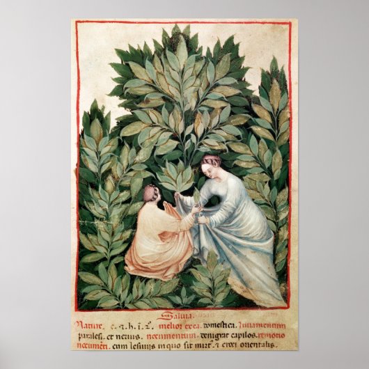 Poster Deux femmes cueillant de la sauge, de 'Tacuinum (Devant)
