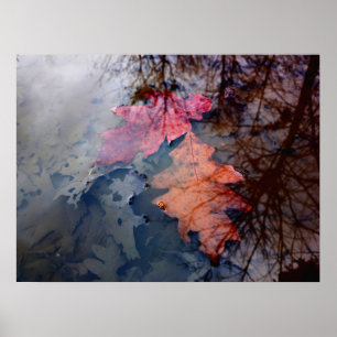 Poster Deux feuilles d'automne colorées dans la piscine d