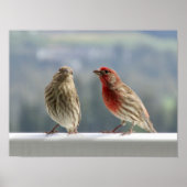 Poster Deux Finches Flirtent. (Devant)