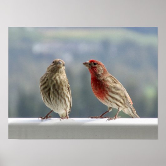 Poster Deux Finches Flirtent. (Devant)