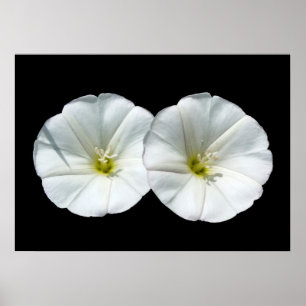 Poster deux fleurs blanches