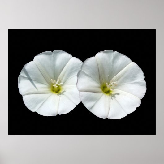 Poster deux fleurs blanches (Devant)