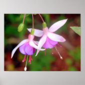Poster Deux Fleurs Fuschia (Devant)