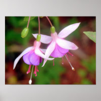 Deux Fleurs Fuschia
