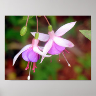 Poster Deux Fleurs Fuschia