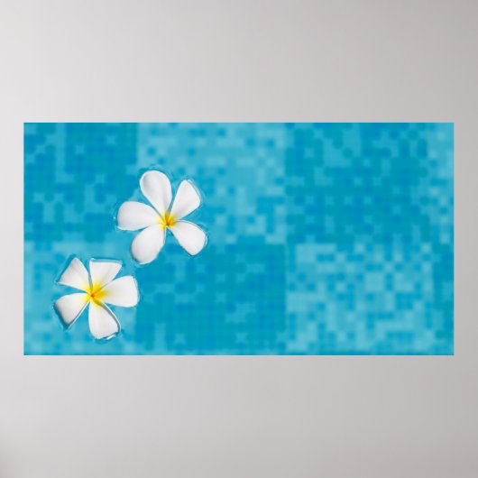 Poster Deux Frangipani flowers dans une Blue water (Devant)