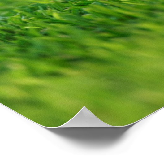 Poster Deux German Shepherd (Coin)