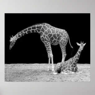 Poster Deux girafes en noir et blanc