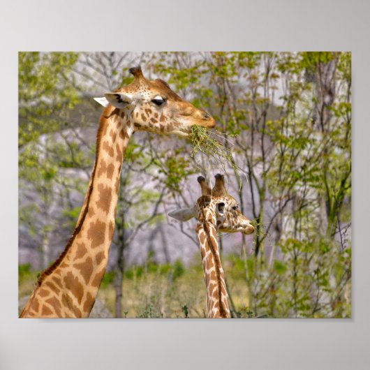 Poster Deux girafes mangeant de l'herbe (Devant)