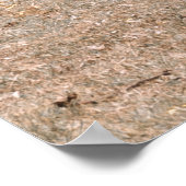 POSTER DEUX GIRAFFES (Coin)