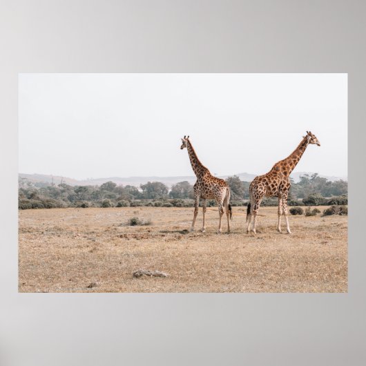 POSTER DEUX GIRAFFES (Devant)