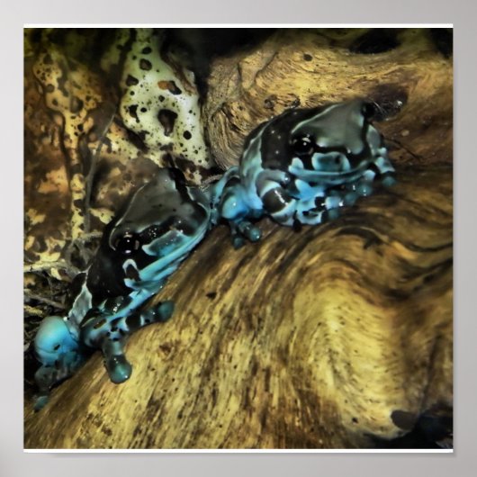 Poster deux grenouilles en retrait (Devant)