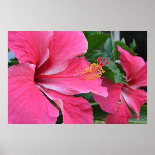 Poster Deux Hibiscus roses chauds (Devant)