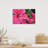 Poster Deux Hibiscus roses chauds (Cuisine)