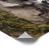 Poster Deux hirondelles d'arbre à bébé (Coin)