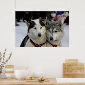 Poster Deux Husky Photoshop Sled Dog (Cuisine)