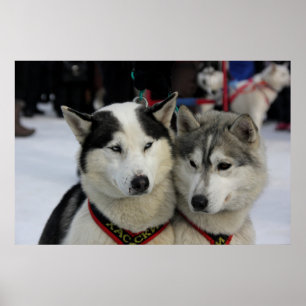 Poster Deux Husky Photoshop Sled Dog