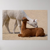 Poster Deux jeunes alpacas (Devant)