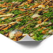 Poster Deux jeunes cygnes au soleil d'automne (Coin)