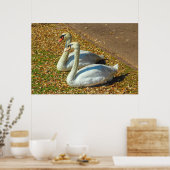 Poster Deux jeunes cygnes au soleil d'automne (Cuisine)