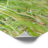 Poster Deux jeunes renards rouges dans la nature (Coin)