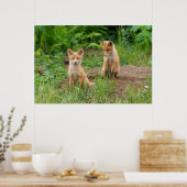Poster Deux jeunes renards rouges dans la nature (Cuisine)