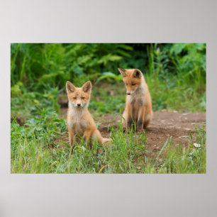 Poster Deux jeunes renards roux dans la nature