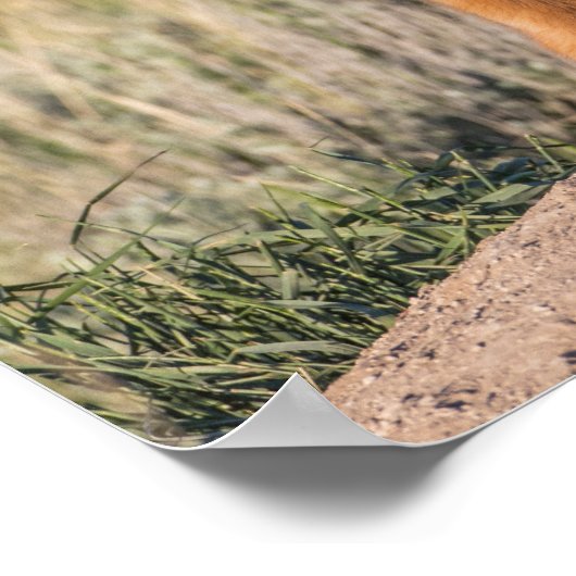 Poster Deux Kits Fox (Coin)