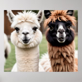 Poster Deux lamas (Devant)