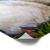Poster Deux lapins blancs (Coin)