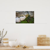 Poster Deux lapins blancs (Cuisine)