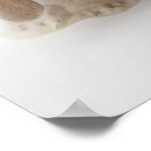 Poster Deux lapins Netherland Dwarf et Holland Lop (Coin)