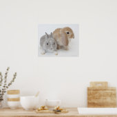 Poster Deux lapins.Netherland Nwarf et Holland Lop. (Cuisine)