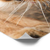 Poster Deux lionnes (Coin)