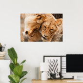 Poster Deux lionnes (Bureau à domicile)