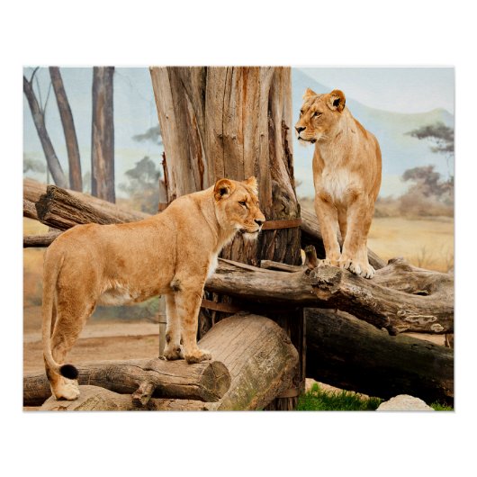 Poster Deux Lions (Devant)