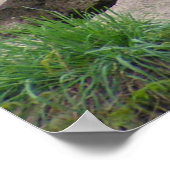 Poster Deux Lions (Coin)