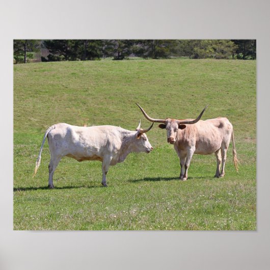 Poster Deux Longhorns du Texas Gossiping (Devant)