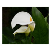 Poster Deux Lys Calla Blanche Floral brillant (Devant)